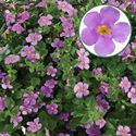 Afbeelding van Bacopa P12 Pink